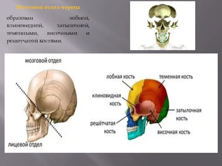 Мозговой отдел черепа образован лобной, клиновидной, затылочной, теменными, височными и решетчатой костями.