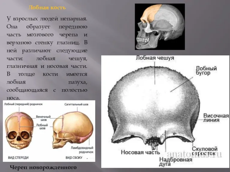 Лобная кость У взрослых людей непарная. Она образует переднюю часть
