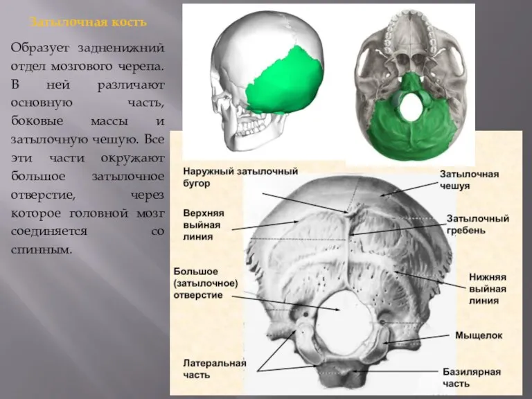 Затылочная кость Образует задненижний отдел мозгового черепа. В ней различают
