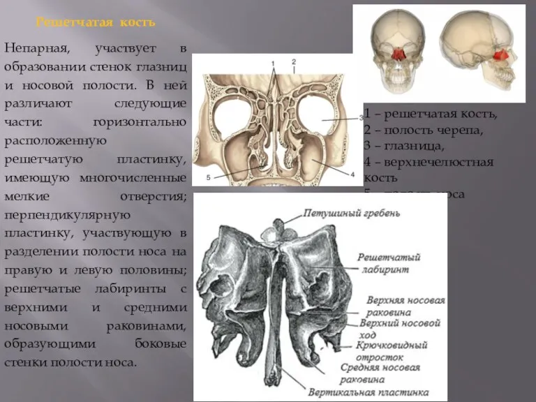 Решетчатая кость Непарная, участвует в образовании стенок глазниц и носовой