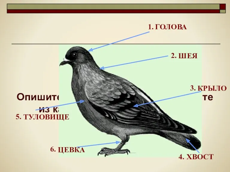 Опишите форму тела птицы и укажите из каких отделов оно