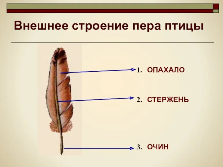 Внешнее строение пера птицы 1. 3. 2. ОПАХАЛО ОЧИН СТЕРЖЕНЬ