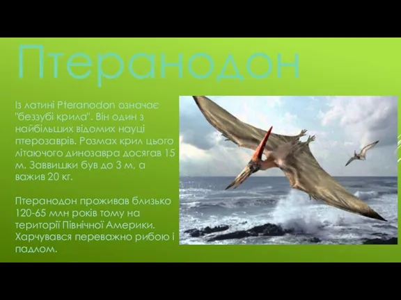 Із латині Pteranodon означає "беззубі крила". Він один з найбільших відомих науці птерозаврів.