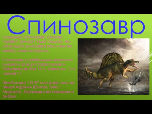 Спинозавр Із грецької "спинозавр" означає "хребет" (spinos) і "ящір" (sauros). На спині цього