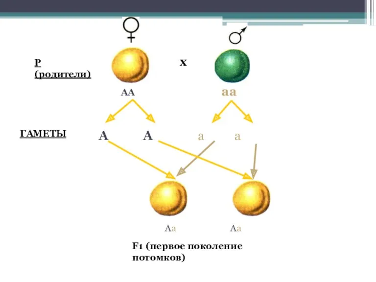 х АА аа А А а а ГАМЕТЫ Р(родители) F1 (первое поколение потомков) Аа Аа
