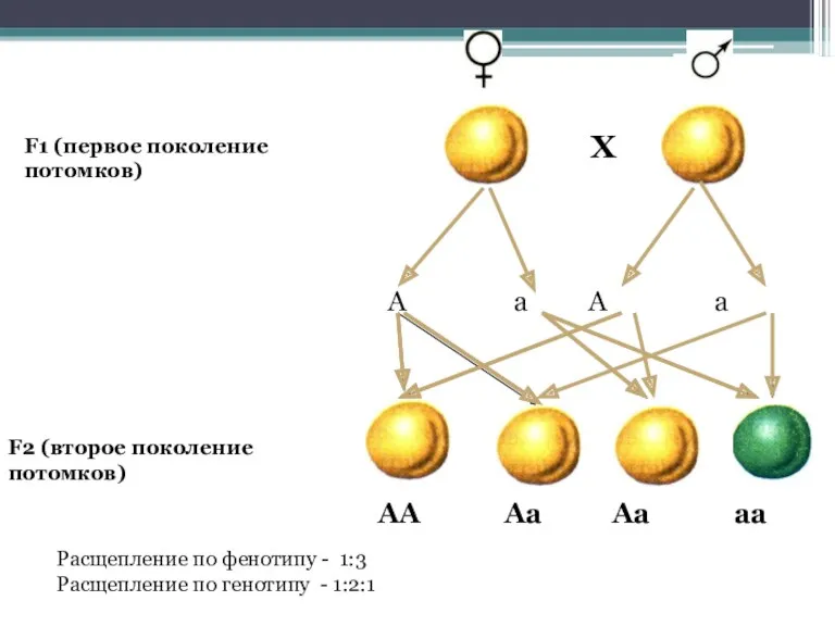 F1 (первое поколение потомков) Х А а А а F2