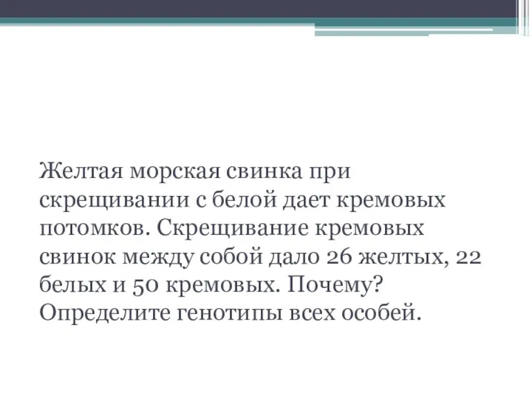 Решите генетическую задачу Желтая морская свинка при скрещивании с белой