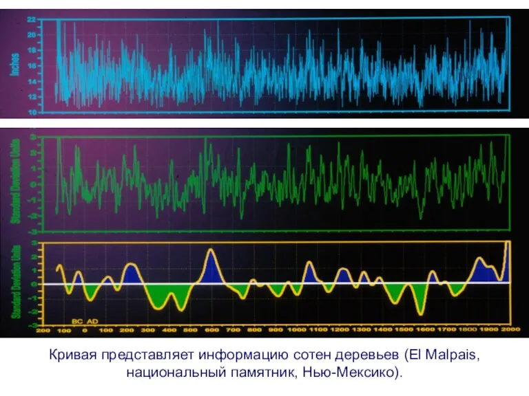 Кривая представляет информацию сотен деревьев (El Malpais, национальный памятник, Нью-Мексико).