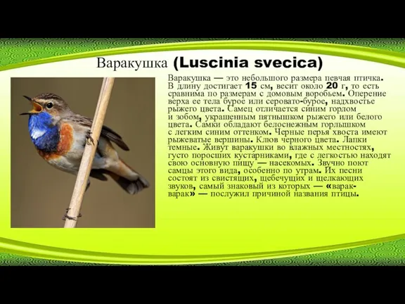 Варакушка (Luscinia svecica) Варакушка — это небольшого размера певчая птичка.