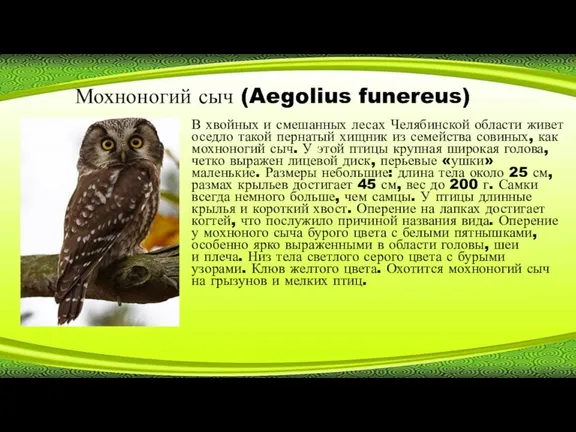 Мохноногий сыч (Aegolius funereus) В хвойных и смешанных лесах Челябинской