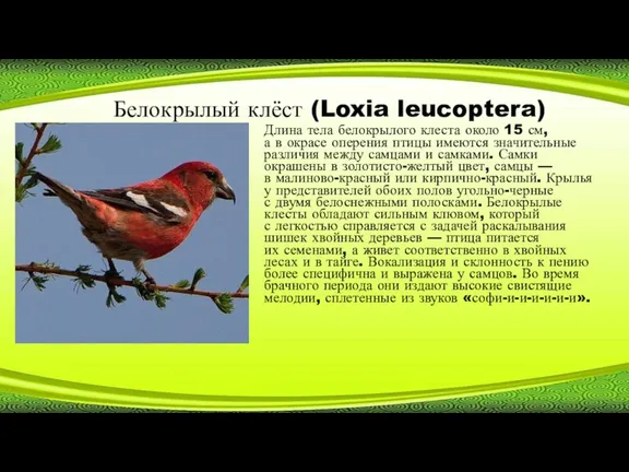 Белокрылый клёст (Loxia leucoptera) Длина тела белокрылого клеста около 15