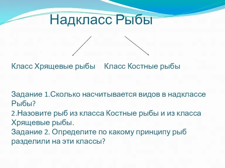 Надкласс Рыбы Класс Хрящевые рыбы Класс Костные рыбы Задание 1.Сколько