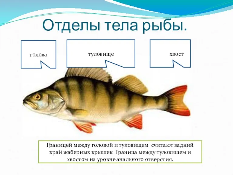 Отделы тела рыбы. туловище голова ххвостхвост Границей между головой и