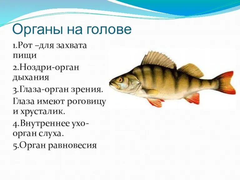 Органы на голове 1.Рот –для захвата пищи 2.Ноздри-орган дыхания 3.Глаза-орган