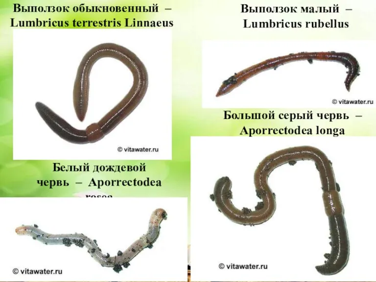 Выползок обыкновенный – Lumbricus terrestris Linnaeus Выползок малый – Lumbricus