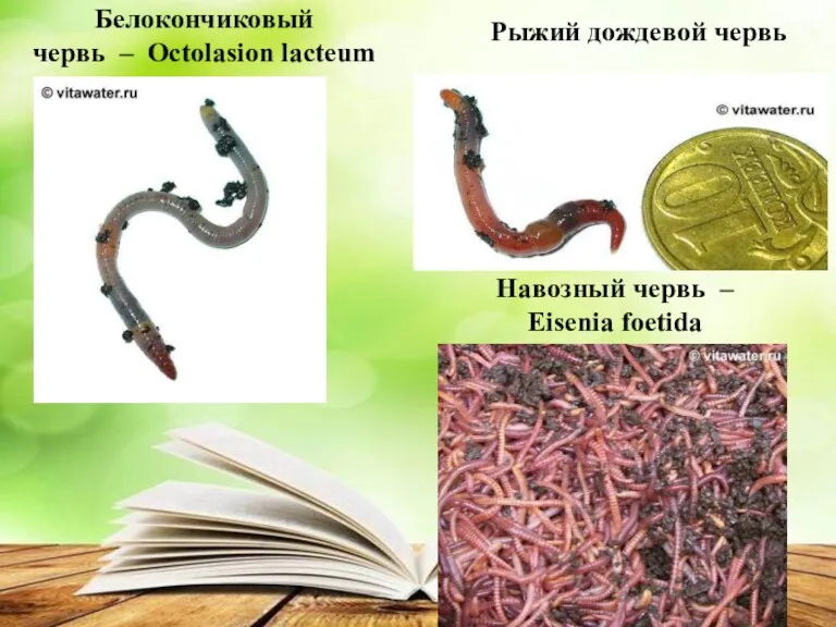 Белокончиковый червь – Octolasion lacteum Рыжий дождевой червь Навозный червь – Eisenia foetida