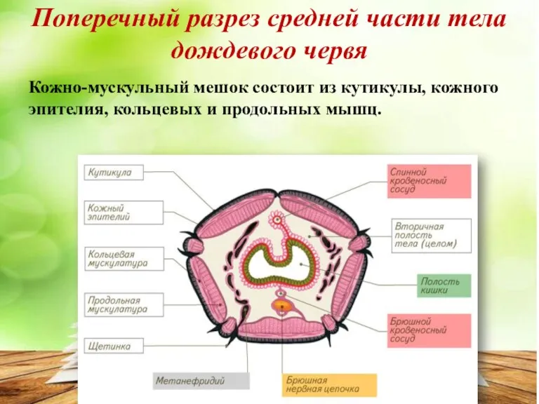 Поперечный разрез средней части тела дождевого червя Кожно-мускульный мешок состоит