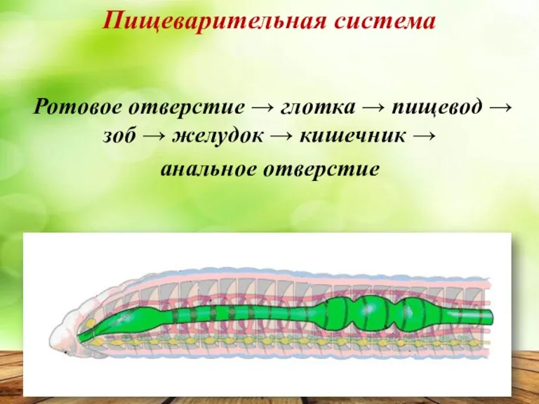 Ротовое отверстие → глотка → пищевод → зоб → желудок