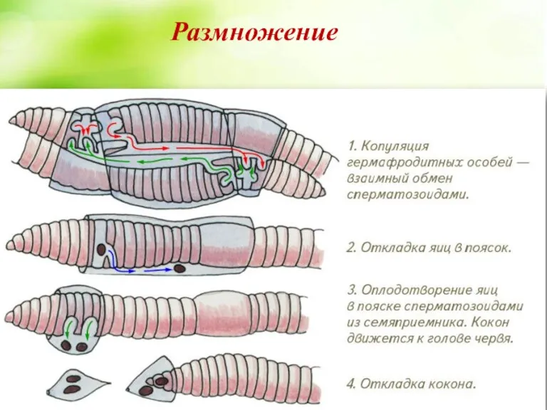 Размножение