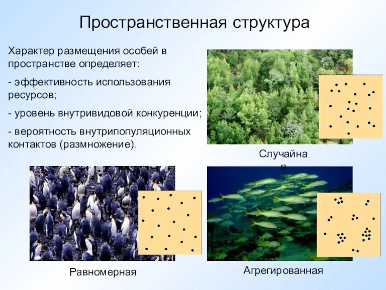 Пространственная структура Случайная Равномерная Агрегированная Характер размещения особей в пространстве