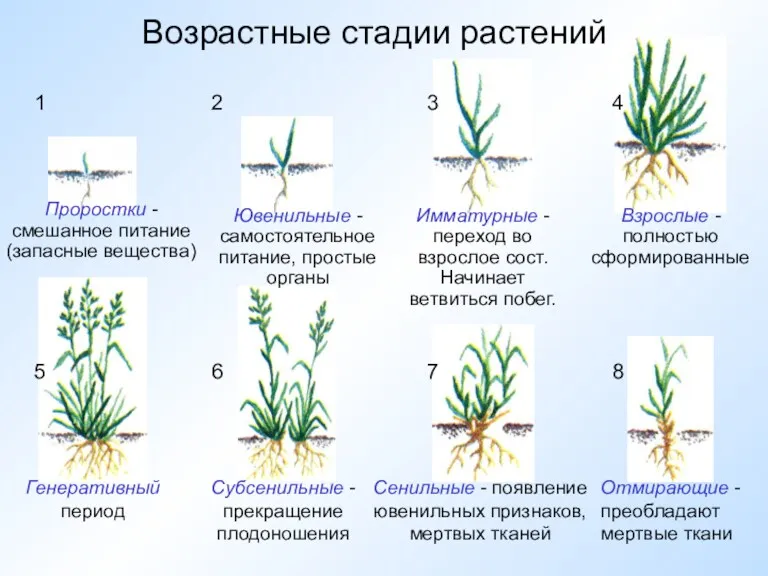 Возрастные стадии растений 1 2 3 4 5 6 7