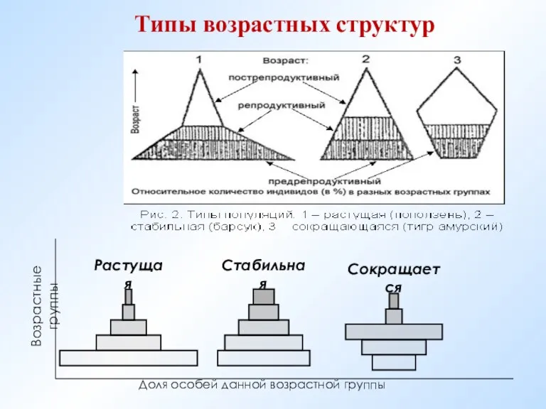 Типы возрастных структур Доля особей данной возрастной группы Возрастные группы