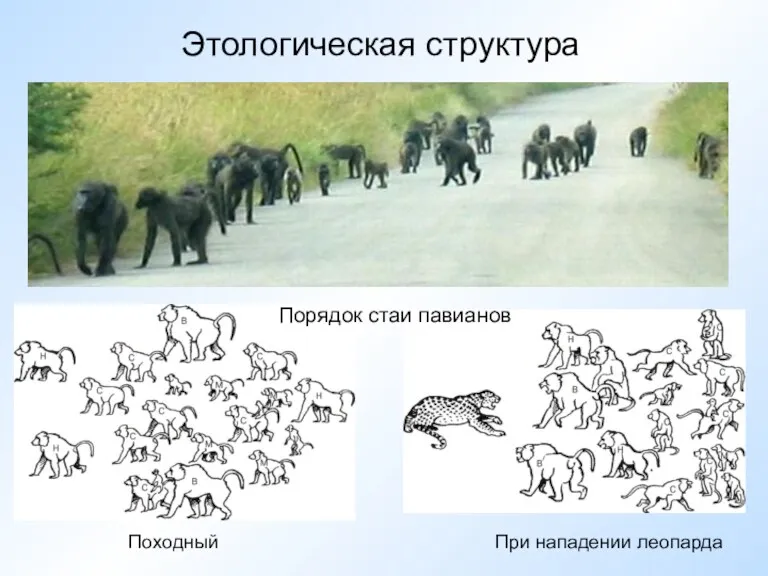 Этологическая структура Порядок стаи павианов Походный При нападении леопарда