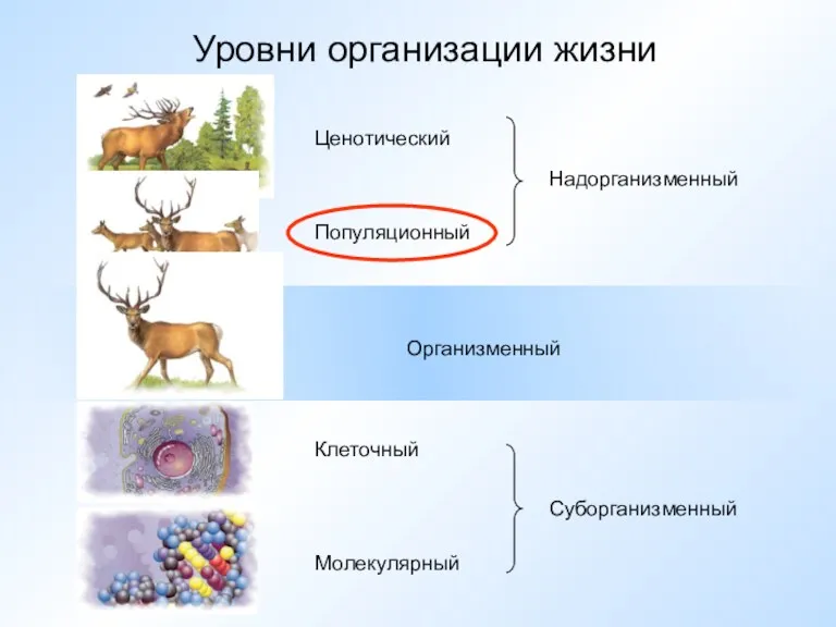 Уровни организации жизни Молекулярный Клеточный Организменный Популяционный Ценотический Надорганизменный Суборганизменный