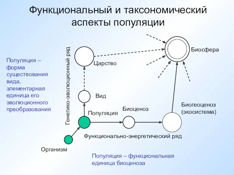 Функциональный и таксономический аспекты популяции Организм Функционально-энергетический ряд Генетико-эволюционный ряд