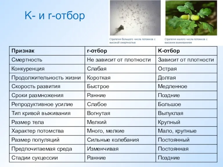 K- и r-отбор