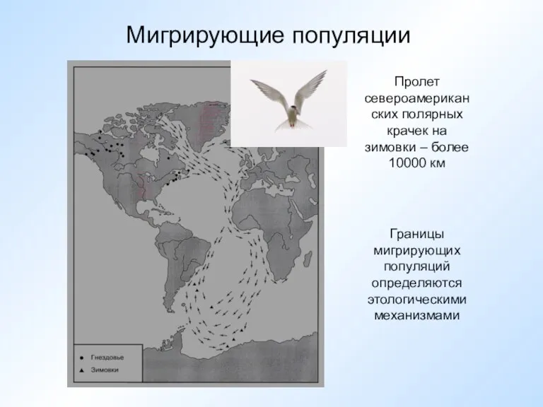 Мигрирующие популяции Пролет североамериканских полярных крачек на зимовки – более