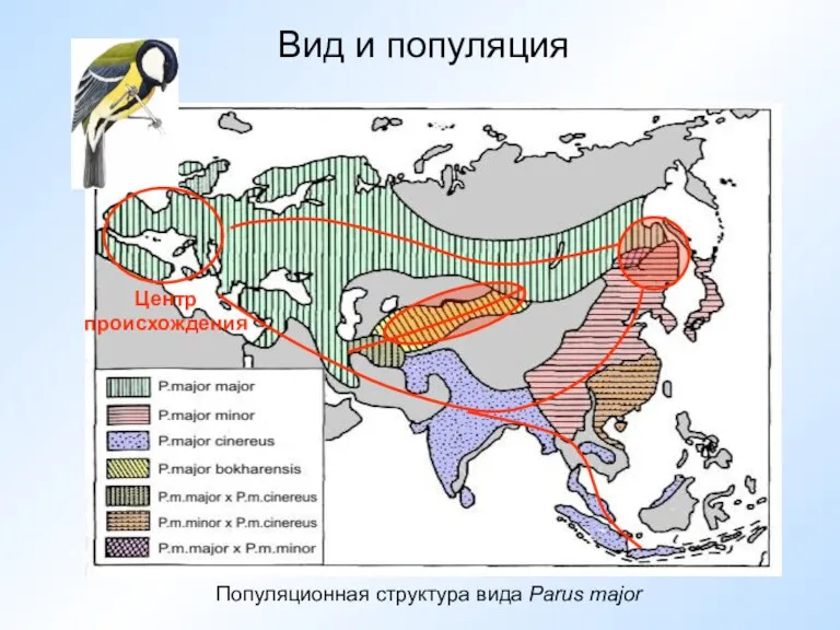 Вид и популяция Популяционная структура вида Parus major Центр происхождения