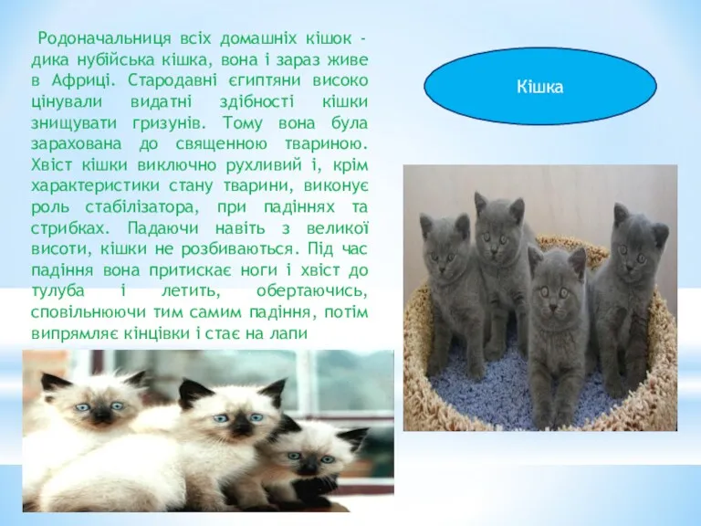 Кішка Родоначальниця всіх домашніх кішок - дика нубійська кішка, вона