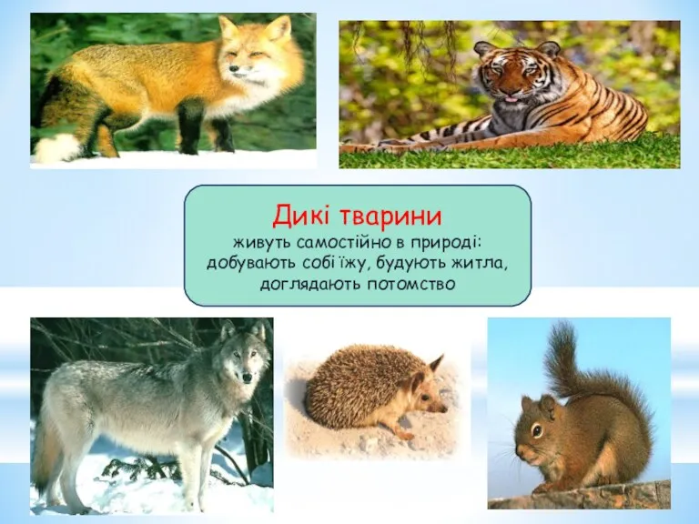 Дикі тварини живуть самостійно в природі: добувають собі їжу, будують житла, доглядають потомство