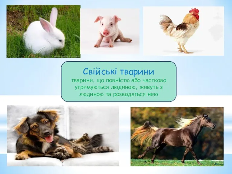 Свійські тварини тварини, що повністю або частково утримуються людиною, живуть з людиною та розводяться нею