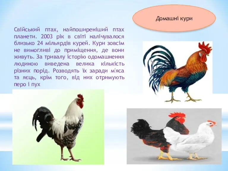 Домашні кури Свійський птах, найпоширеніший птах планети. 2003 рік в