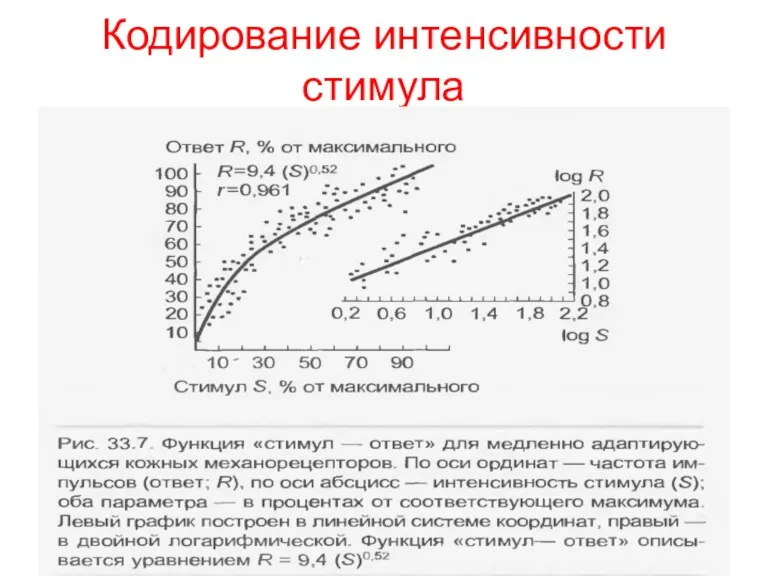 Кодирование интенсивности стимула