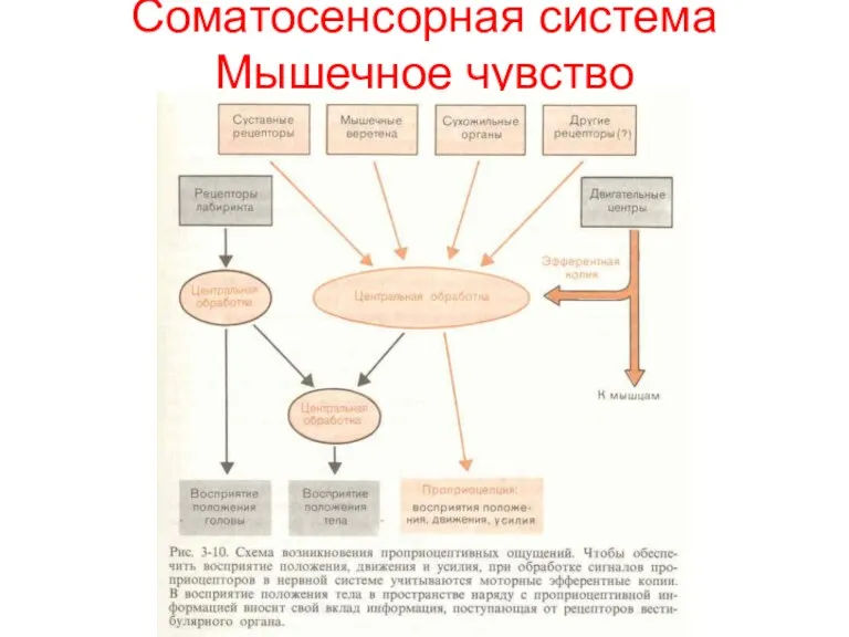 Соматосенсорная система Мышечное чувство