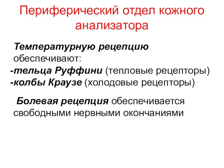 Периферический отдел кожного анализатора Температурную рецепцию обеспечивают: тельца Руффини (тепловые