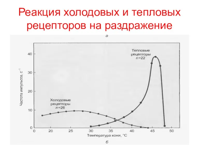 Реакция холодовых и тепловых рецепторов на раздражение