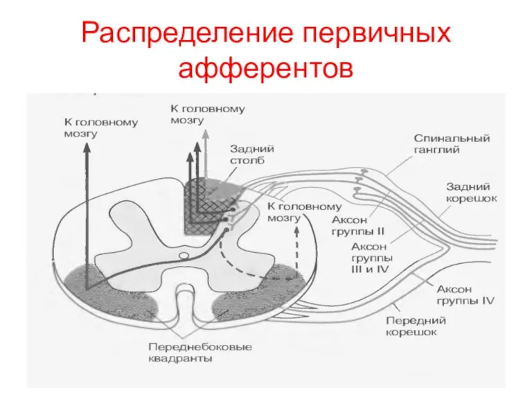 Распределение первичных афферентов