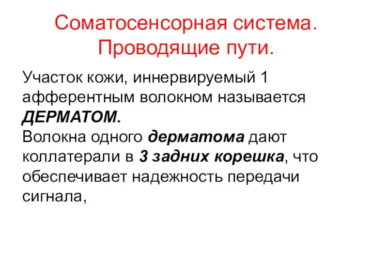 Соматосенсорная система. Проводящие пути. Участок кожи, иннервируемый 1 афферентным волокном