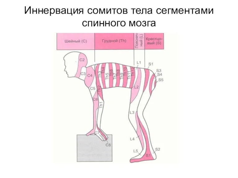 Иннервация сомитов тела сегментами спинного мозга