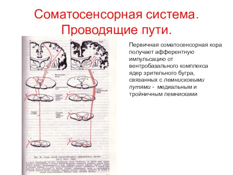 Соматосенсорная система. Проводящие пути. Первичная соматосенсорная кора получает афферентную импульсацию