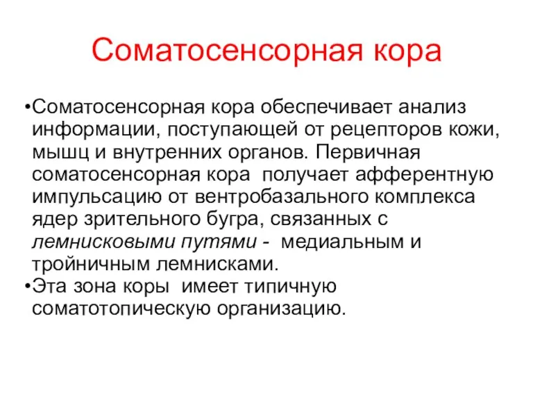 Соматосенсорная кора Соматосенсорная кора обеспечивает анализ информации, поступающей от рецепторов