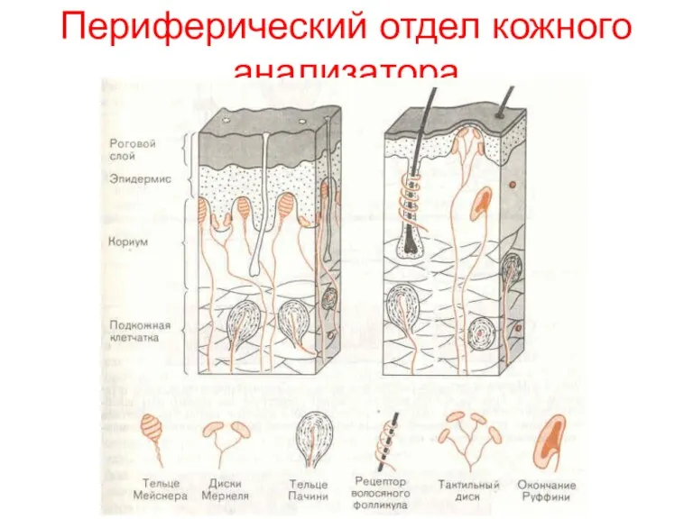 Периферический отдел кожного анализатора