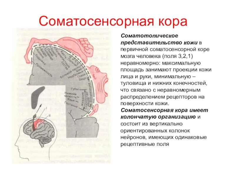 Соматосенсорная кора Соматотопическое представительство кожи в первичной соматосенсорной коре мозга