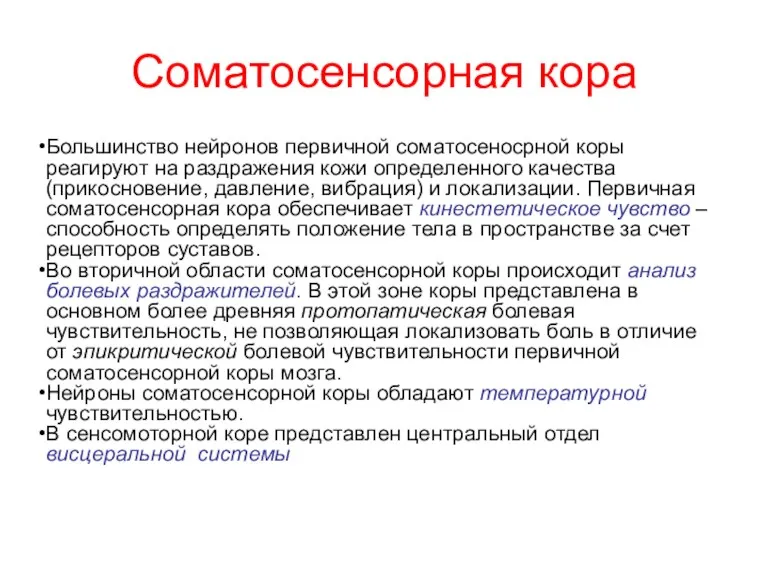 Соматосенсорная кора Большинство нейронов первичной соматосеносрной коры реагируют на раздражения