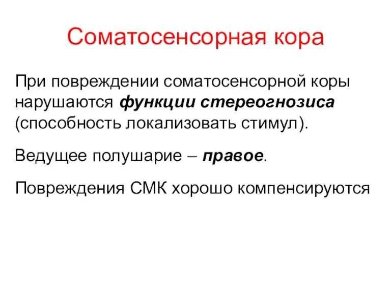 Соматосенсорная кора При повреждении соматосенсорной коры нарушаются функции стереогнозиса (способность