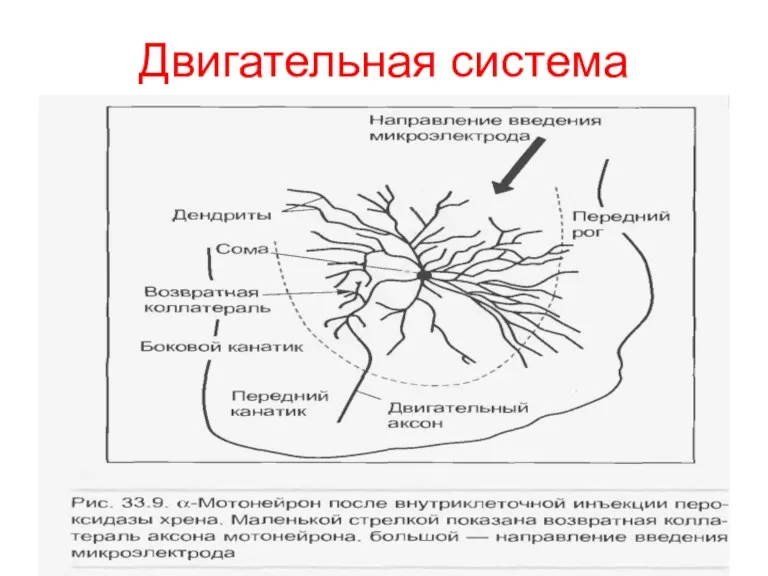 Двигательная система